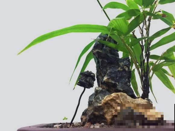 4种小竹子，摆家里上档次，今年特别流行！