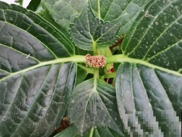 绣球老了不开花,这么养,老桩爆开上千朵花! 绣球老了不开花,这么养,老桩爆开上千朵花!