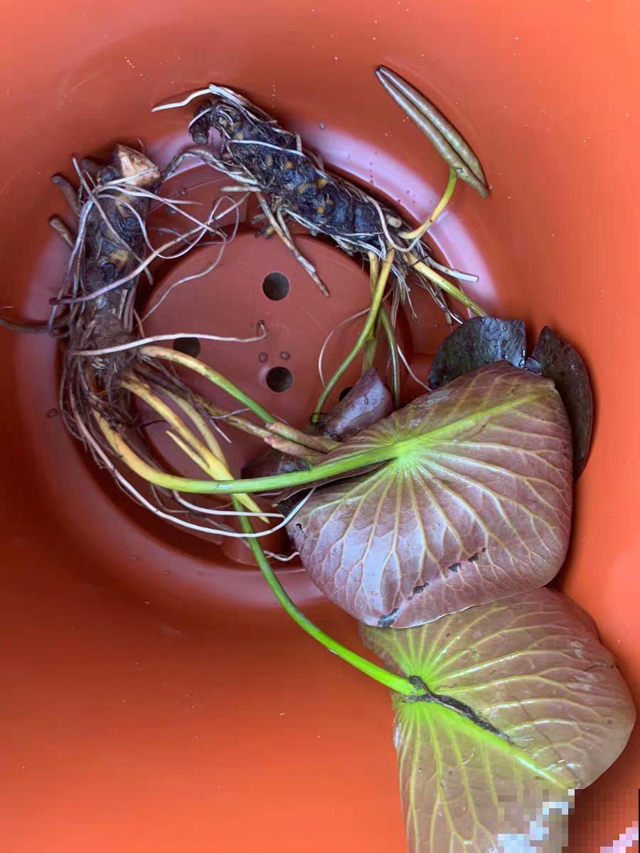 10种花,不怕风吹雨淋,不怕暴晒干旱,四季爆开花,堪称花坚强! 10种花,不怕风吹雨淋,不怕暴晒干旱,四季爆开花,堪称花坚强!