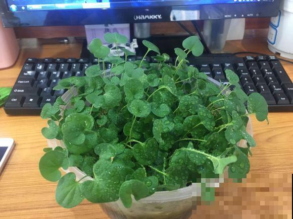 养这花，千万别买种子，全是假的！