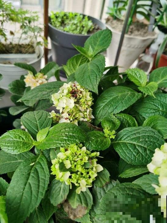 养花用这种土,花都“憋死了”,赶紧换盆 养花用这种土,花都“憋死了”,赶紧换盆