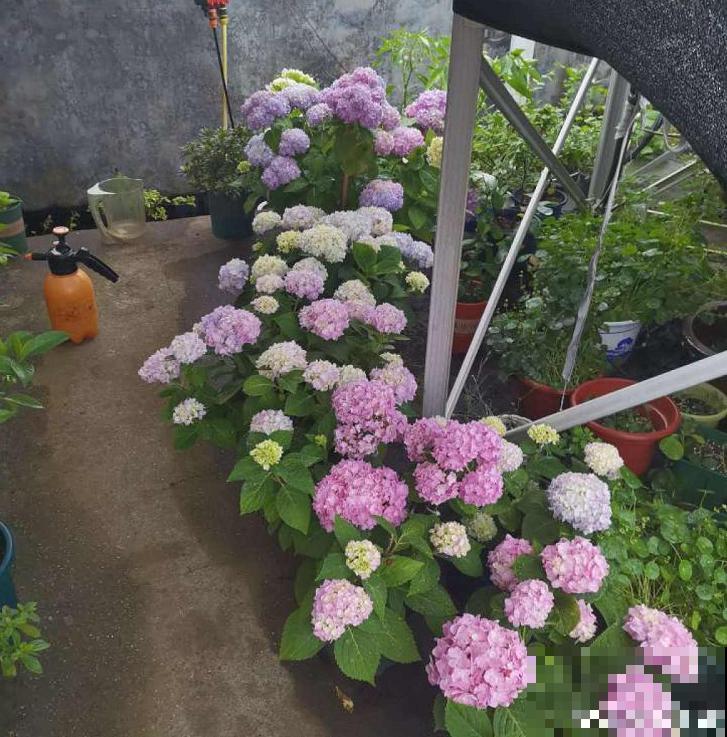 一个大男人,特别喜欢养花,这是种什么样的心态? 一个大男人,特别喜欢养花,这是种什么样的心态?