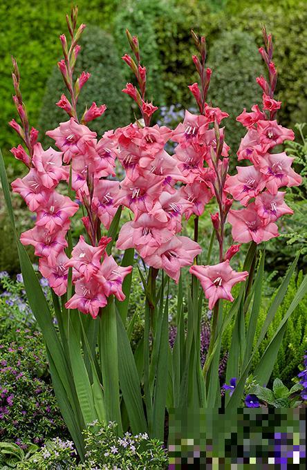 大门口种一丛它，开花一串几十朵，邻居天天跑来看！