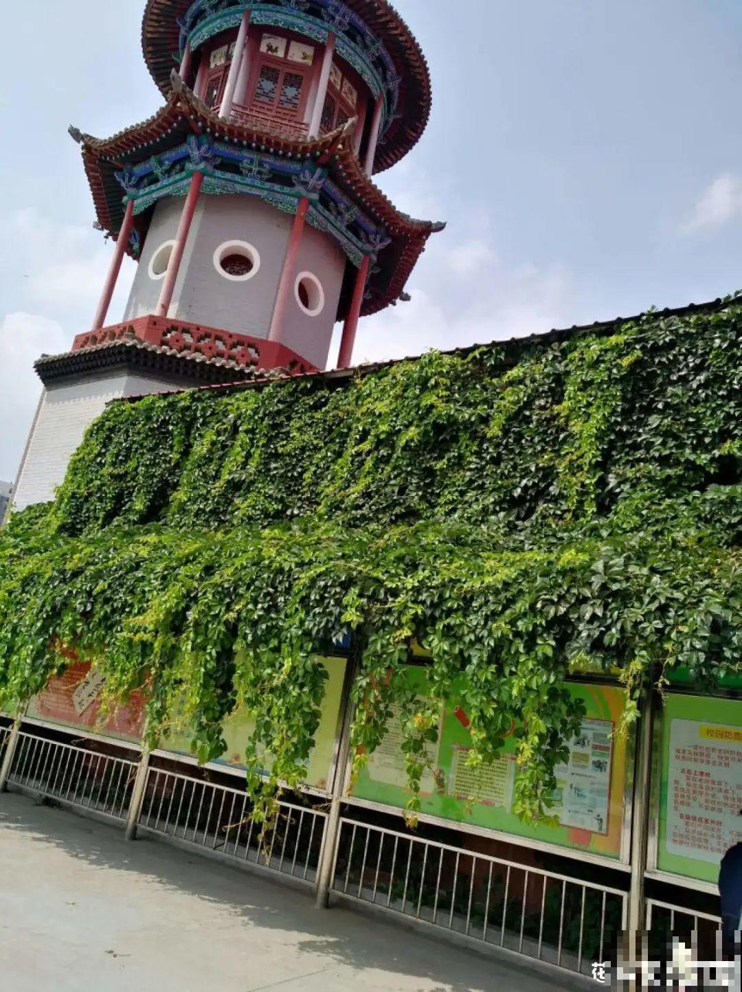 5种花长得特凶猛,房子都被吃掉了! 5种花长得特凶猛,房子都被吃掉了!