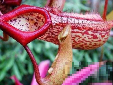 植物也“吃肉”,这种猪笼草可以吞掉一只老鼠,可怕! 植物也“吃肉”,这种猪笼草可以吞掉一只老鼠,可怕!
