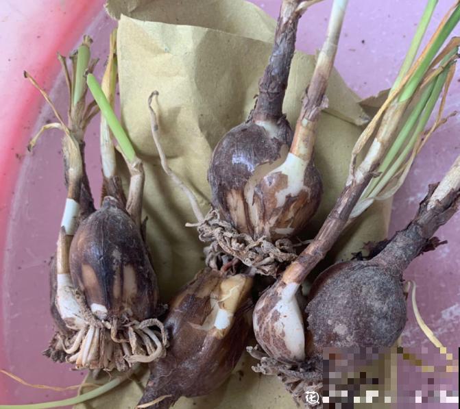 奇葩的催花方式:淋雨,越淋雨越开花! 奇葩的催花方式:淋雨,越淋雨越开花!