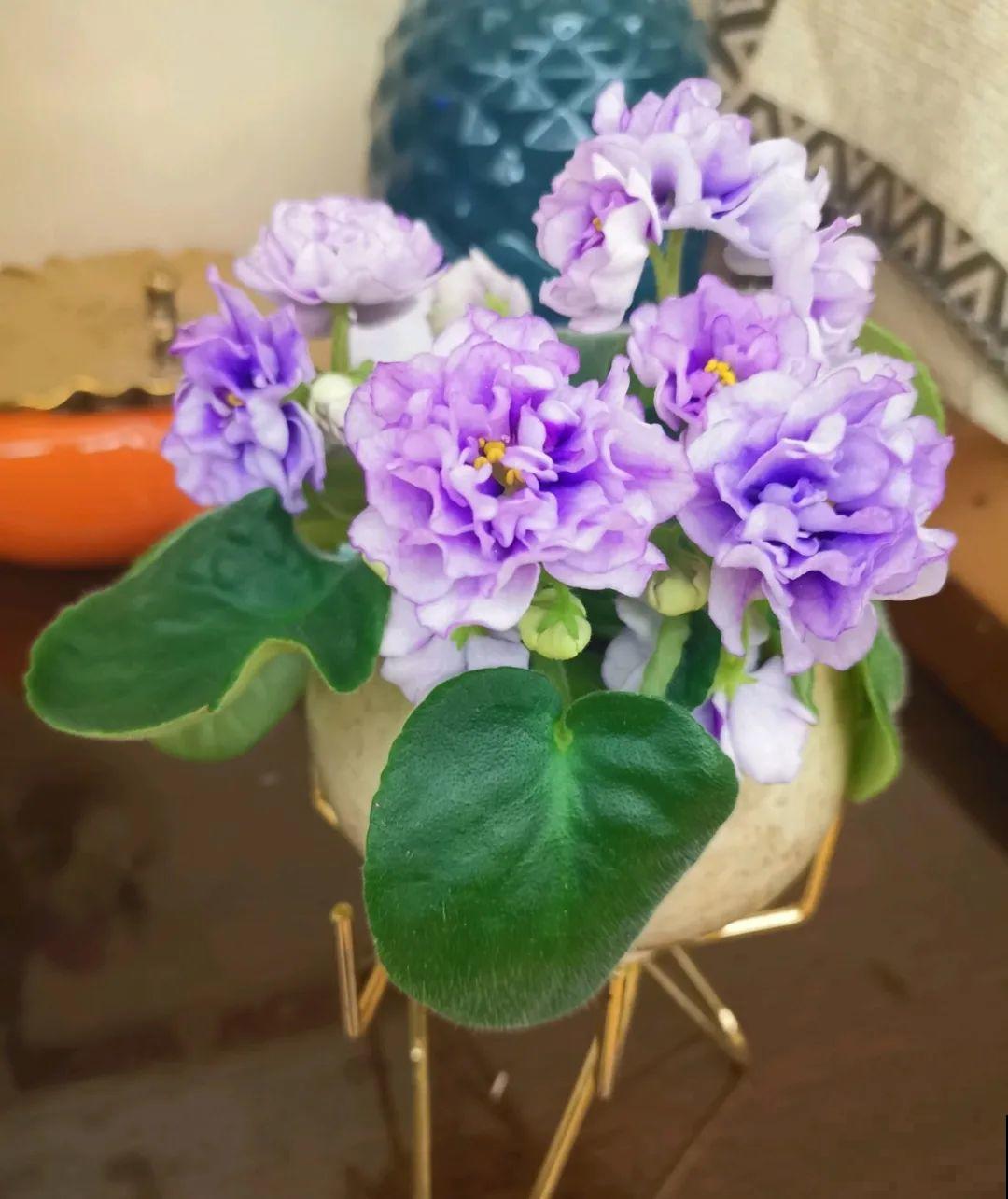 原来真的有花叫做“开花机器”，耐阴好养，一盆养不够