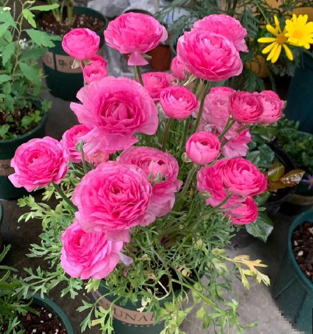 家里养盆花毛茛，开花像牡丹，艳丽多彩超漂亮