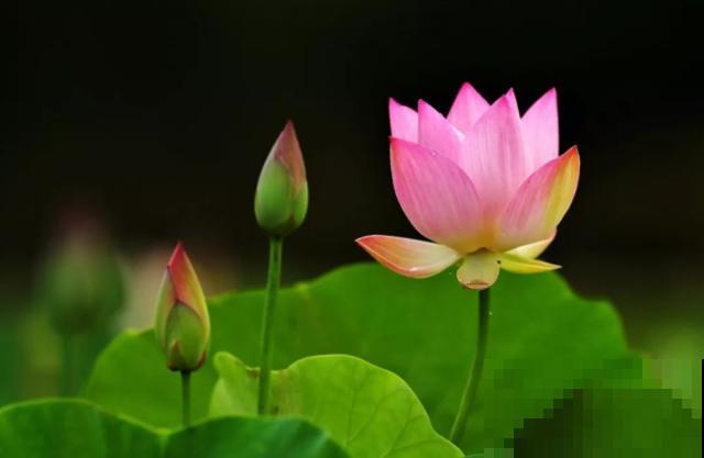 植物界2大成功定律：荷花定律、竹子定律！