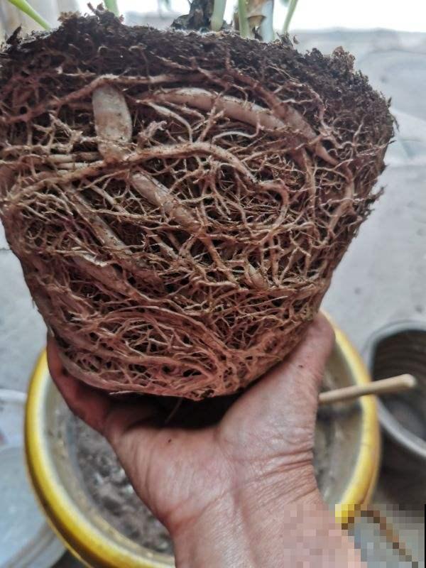 7个养花坏习惯,经常有人犯,你中了几个? 7个养花坏习惯,经常有人犯,你中了几个?