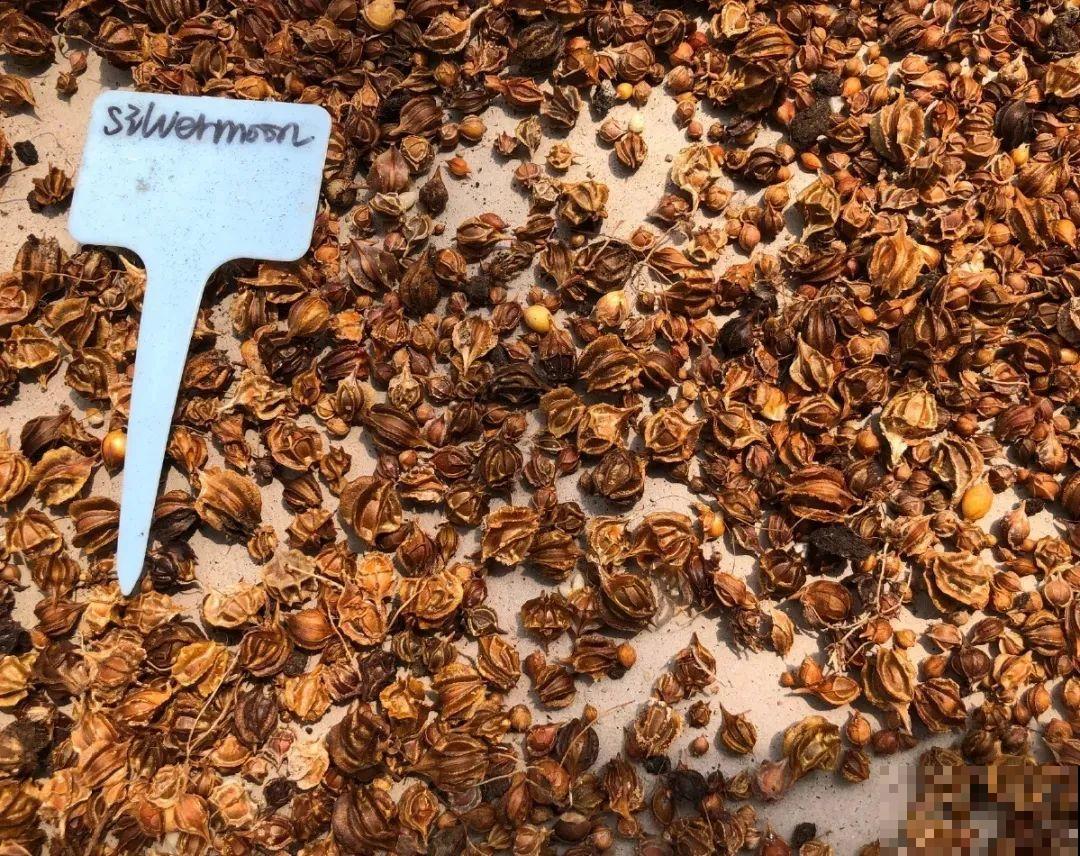 小阳台就养盆酢浆草,开花又爆又好看,多到家里堆不下 小阳台就养盆酢浆草,开花又爆又好看,多到家里堆不下