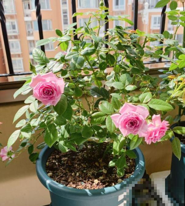 几种适合阳台养的月季，夏天也很少生病，太省心了！