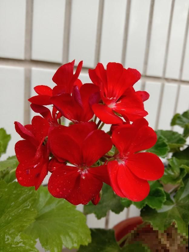 养花也是养身心，4个养花带来的好处，你中了几条？