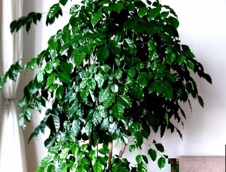 3种花最怕晒,一晒就枯死了,赶紧挪个地儿! 3种花最怕晒,一晒就枯死了,赶紧挪个地儿!