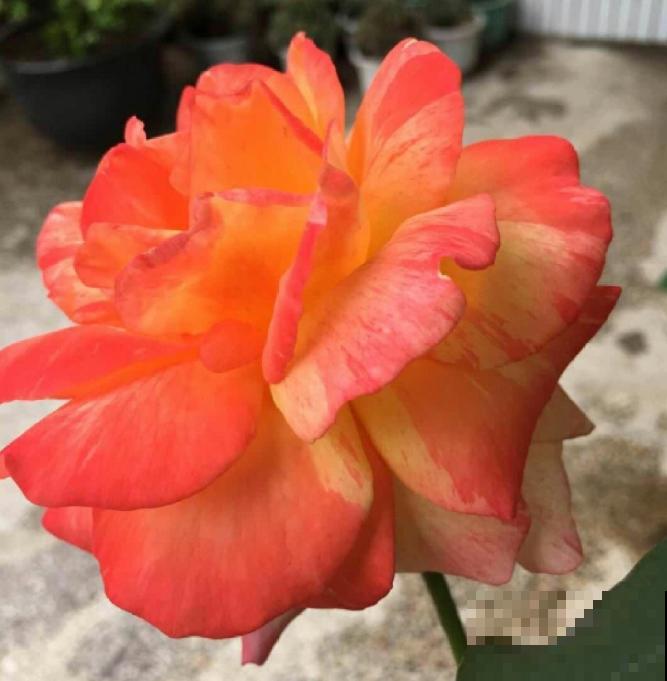 为什么手机拍出来的花,颜色总是失真?教你拍出真正好看的花! 为什么手机拍出来的花,颜色总是失真?教你拍出真正好看的花!