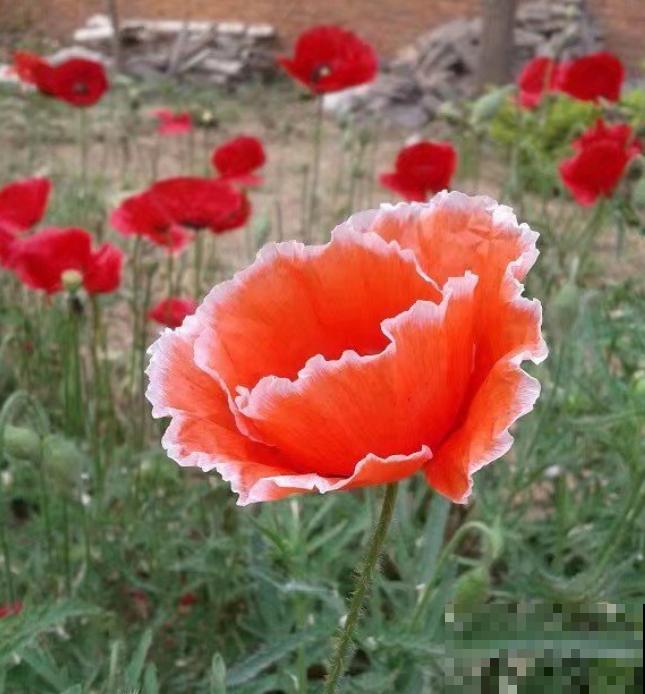 农村看到这种花,赶紧拔掉,养一棵也违法! 农村看到这种花,赶紧拔掉,养一棵也违法!