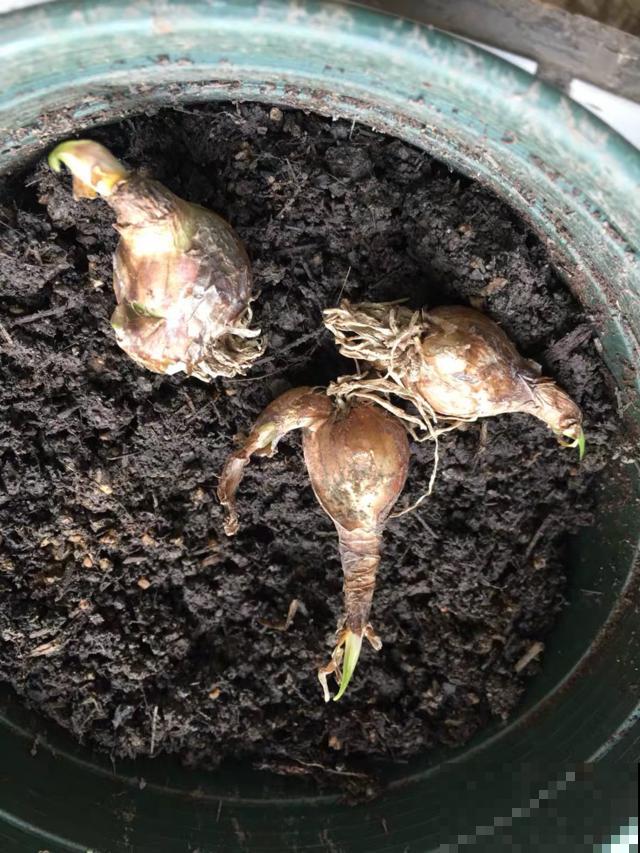 1种花，不怕晒不怕风，大雨过后呼呼开花