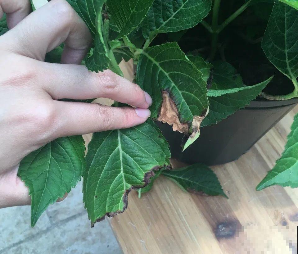 38℃高温，家里的花挺不过去，只剩盆了！