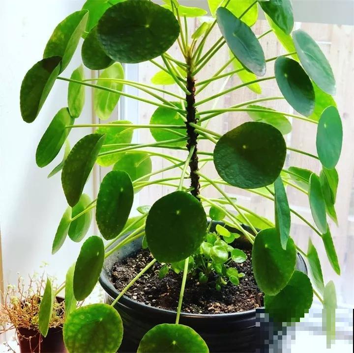 这5种植物，叶子长得太像了，放一块你绝对认不出来！