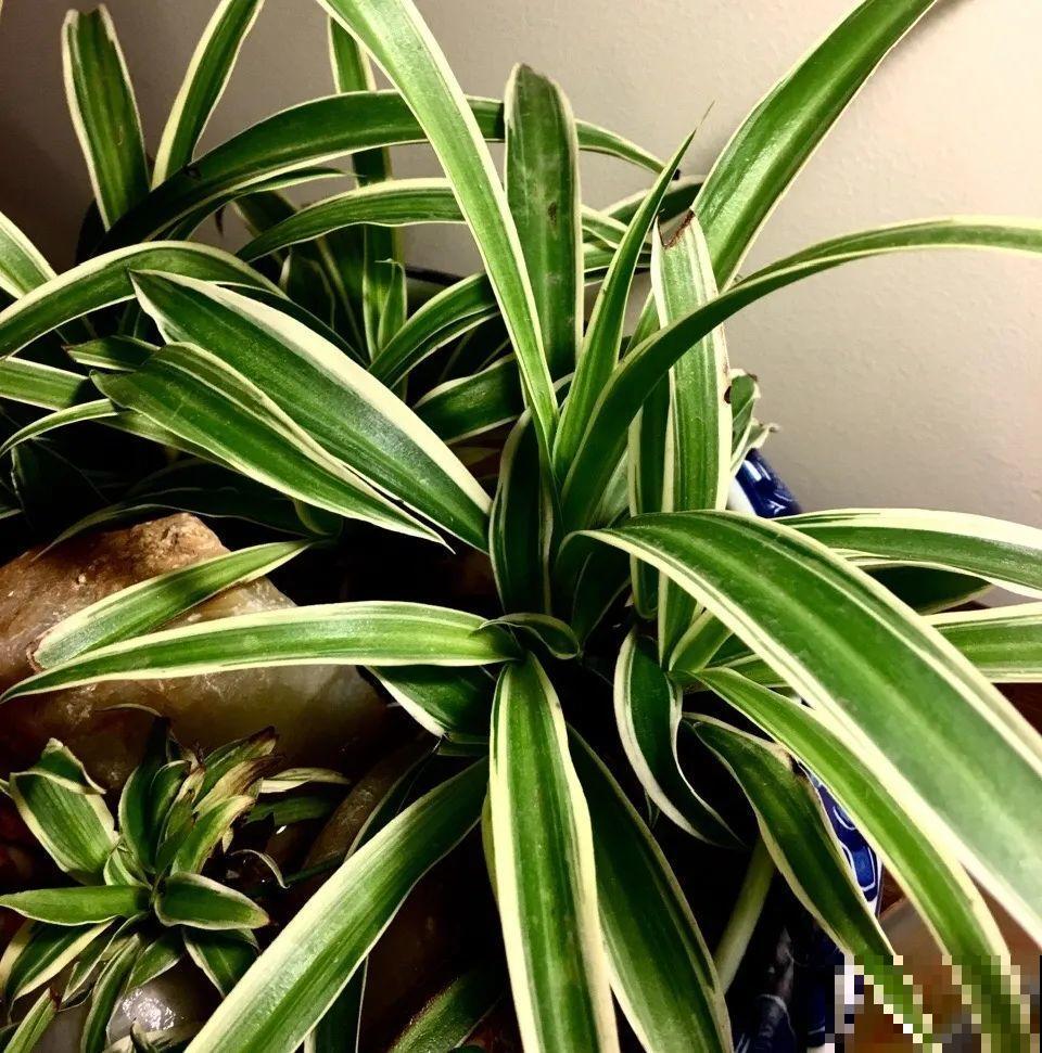 红掌喜欢纯水养，根长成人参，养10年都行！