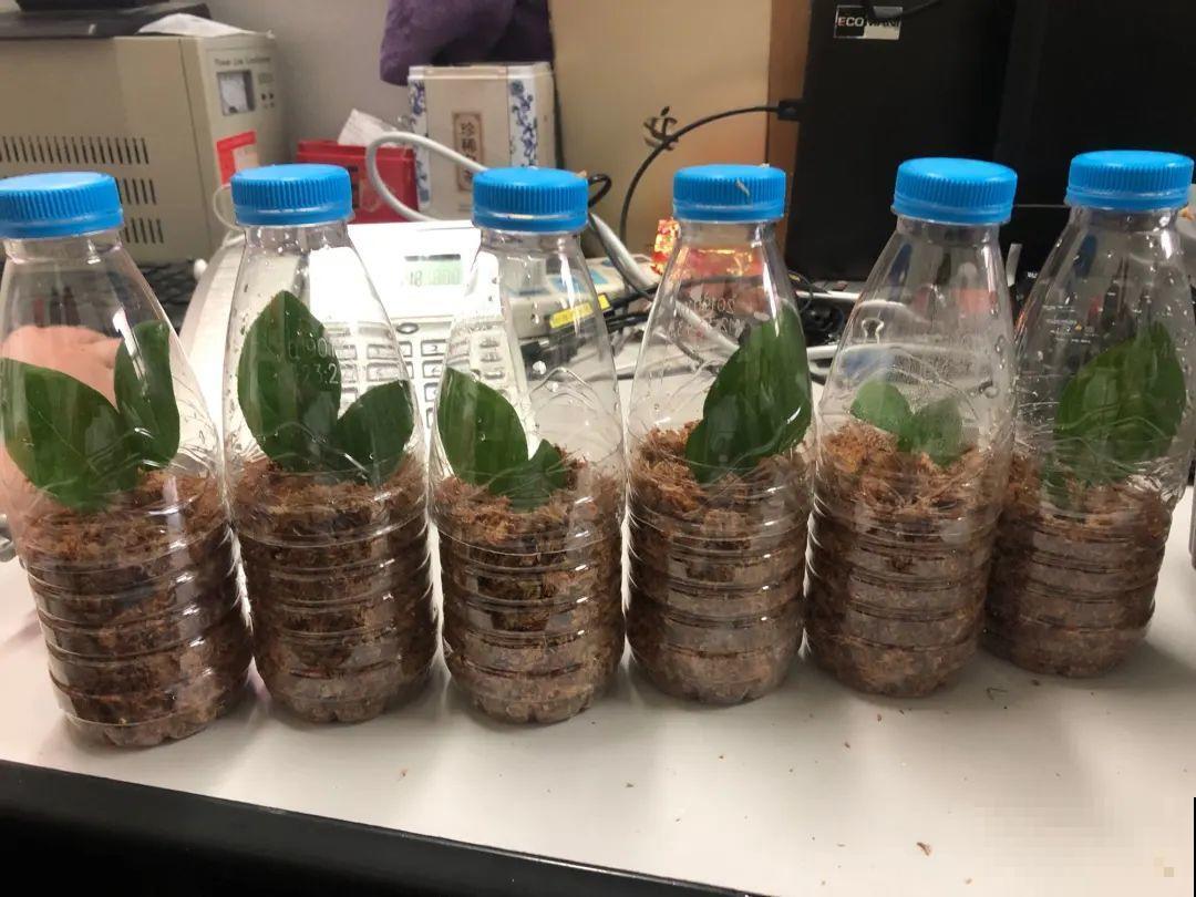 路边掐几根大粗枝,5天就生根,结果沉甸甸! 路边掐几根大粗枝,5天就生根,结果沉甸甸!