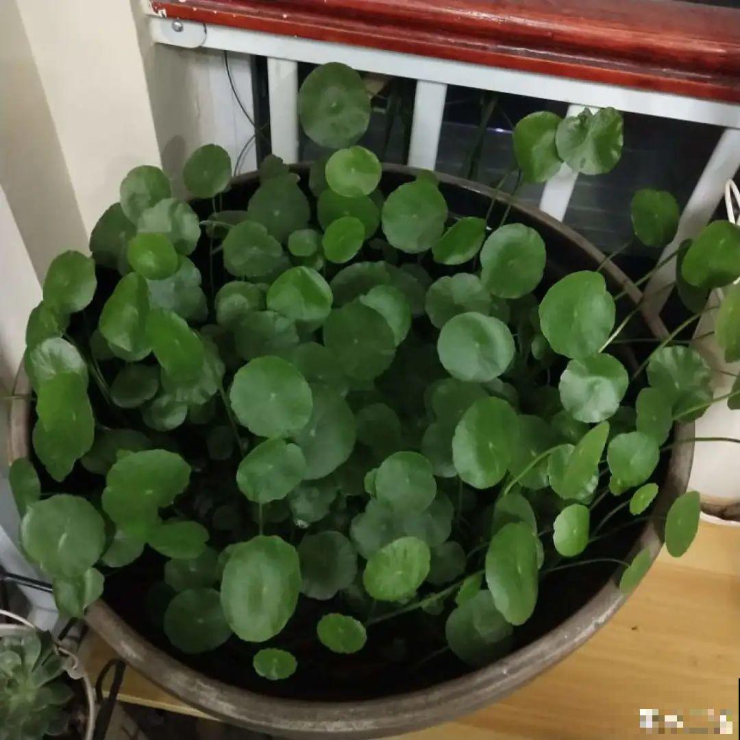 5种花,卧室不能养,离太近都不好! 5种花,卧室不能养,离太近都不好!