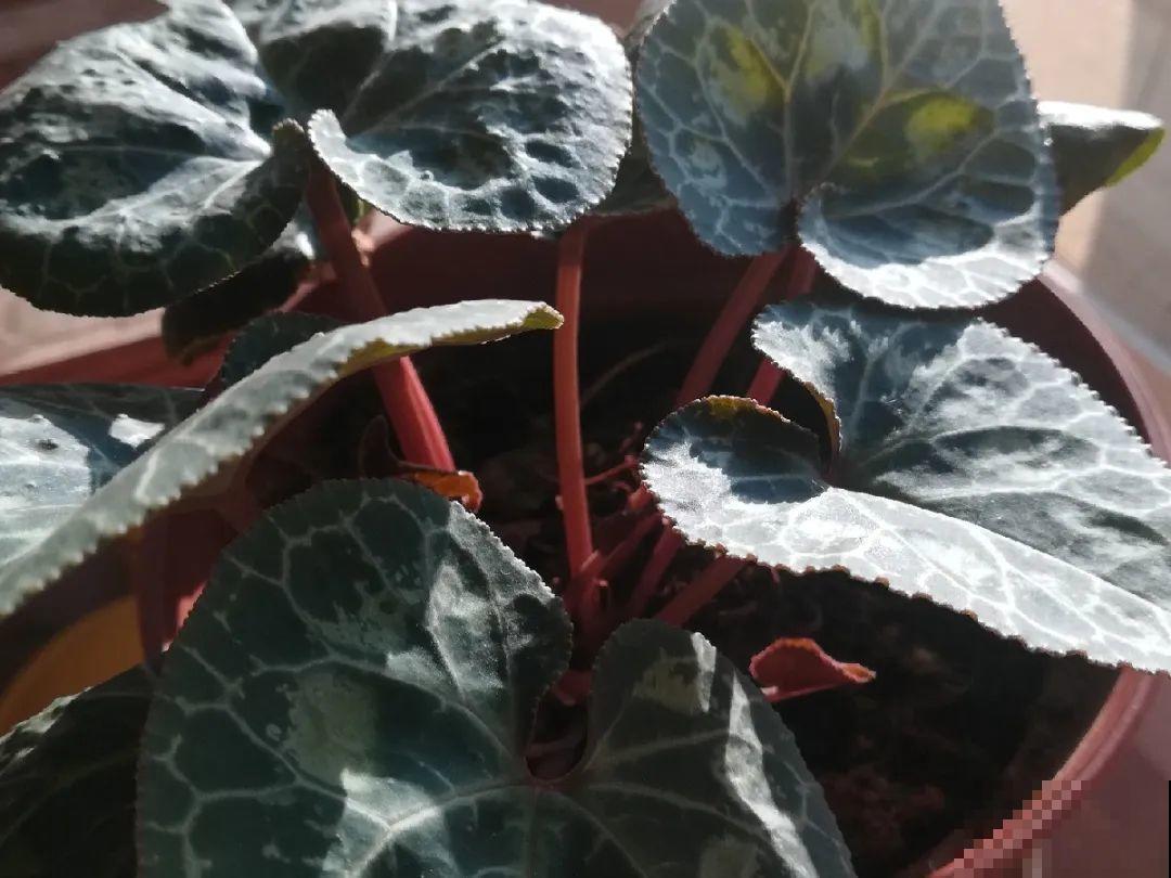 现在开花不一定是好事,赶紧剪掉,才能正常活 现在开花不一定是好事,赶紧剪掉,才能正常活