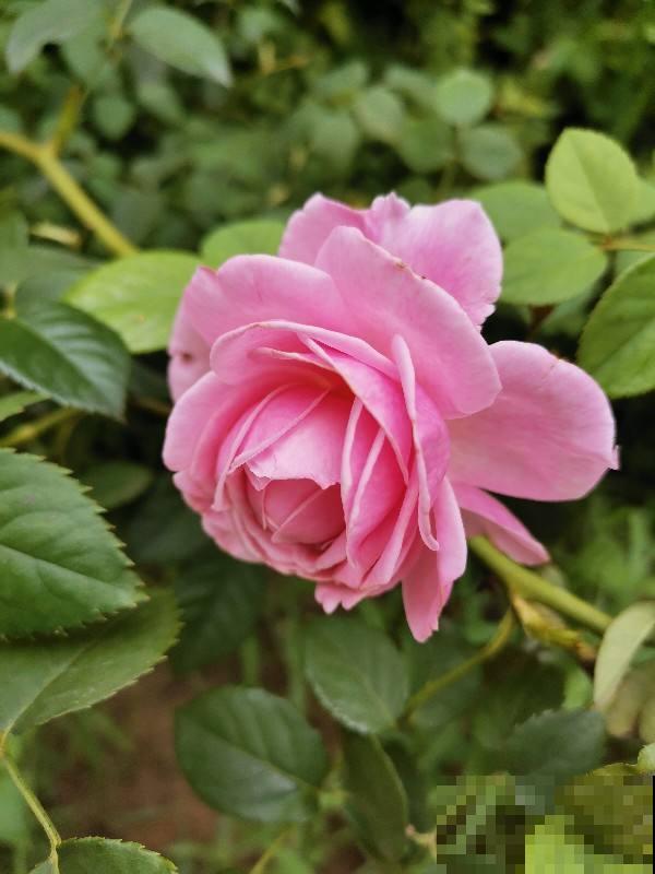 8种花超难养，养好一半，就是大神