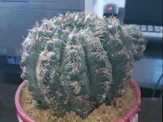 10种花,夏天怕淋雨,下雨赶紧搬进屋! 10种花,夏天怕淋雨,下雨赶紧搬进屋!