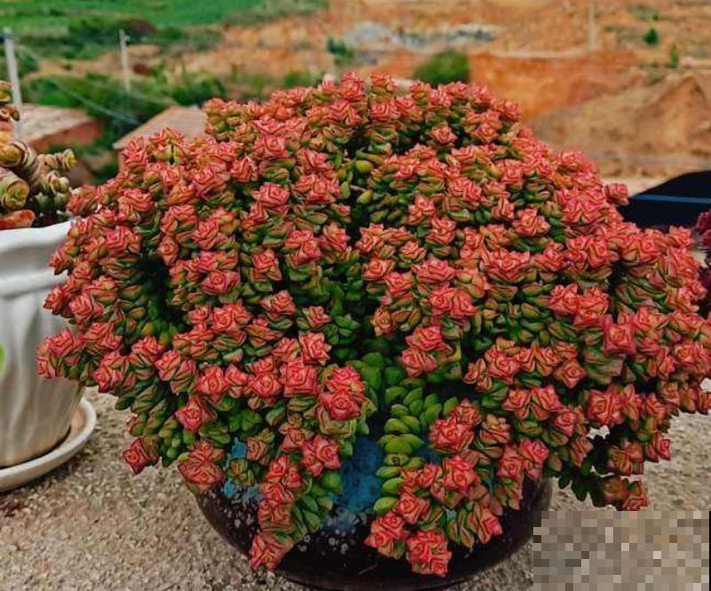 这种多肉,爆盆太可怕了,叶子多得往外溢! 这种多肉,爆盆太可怕了,叶子多得往外溢!