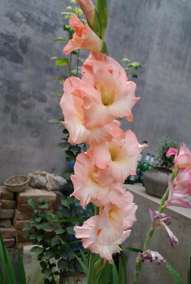 大门口种一丛它，开花一串几十朵，邻居天天跑来看！