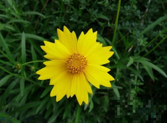 世界上品种最多的植物,没有之一,路边满大街都是! 世界上品种最多的植物,没有之一,路边满大街都是!