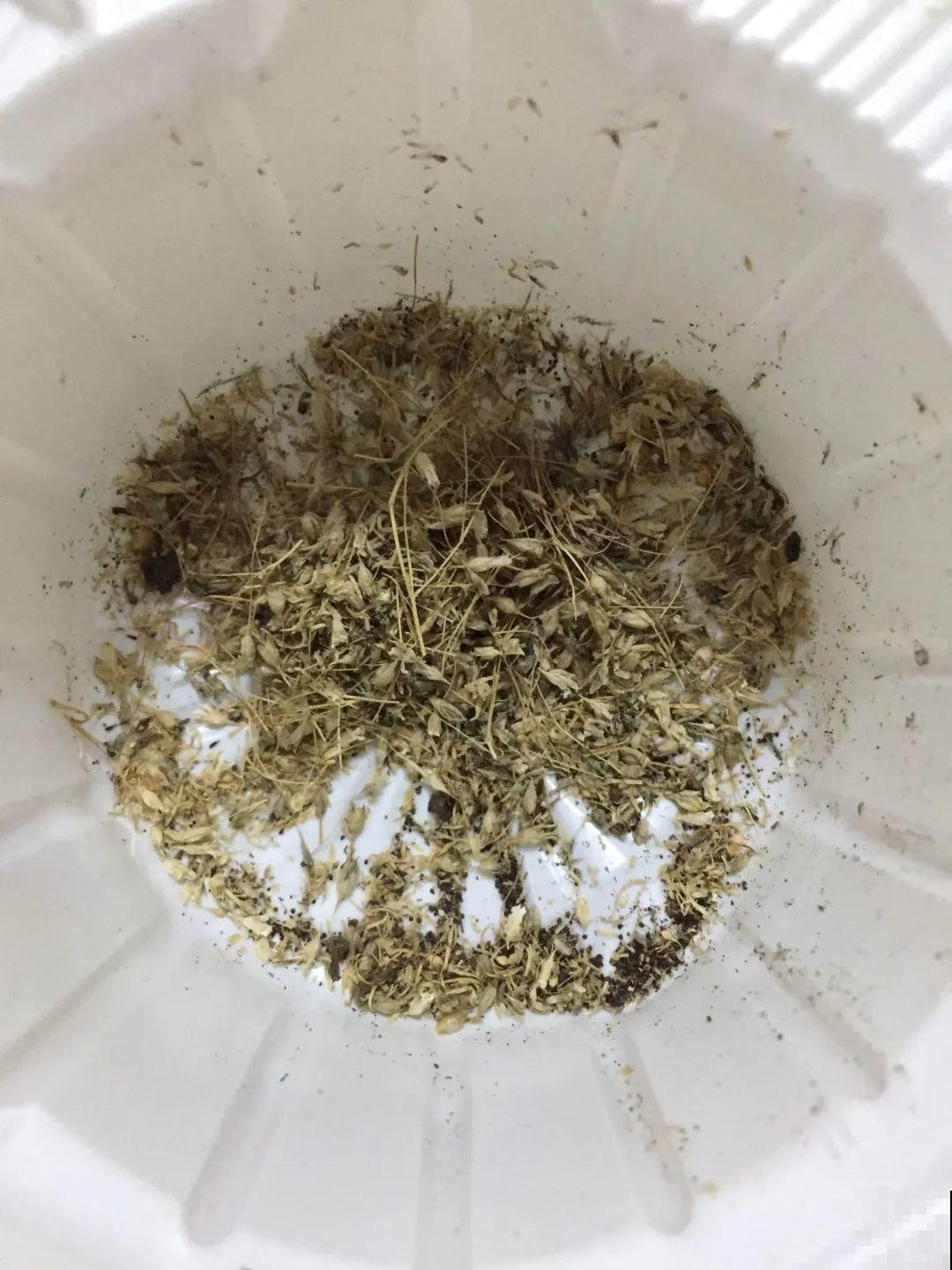 15种花繁殖力强，种子扔土里，呼呼冒出一大片