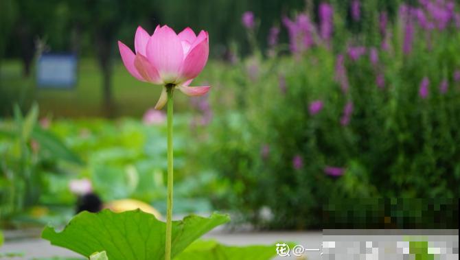 这花有20多个名字，多数人却只知道2个，看完长见识！