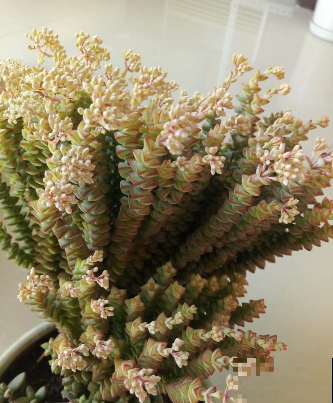 这种多肉,爆盆太可怕了,叶子多得往外溢! 这种多肉,爆盆太可怕了,叶子多得往外溢!