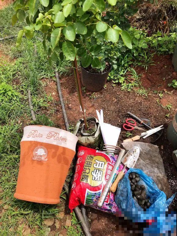 女儿辞职，回家养花，老爸说：15亩地，你负责养花，我负责蔬果！