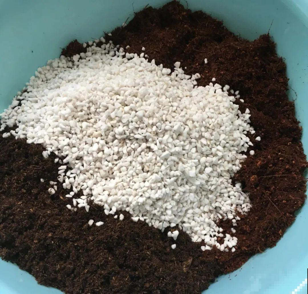 路边掐几根大粗枝,5天就生根,结果沉甸甸! 路边掐几根大粗枝,5天就生根,结果沉甸甸!