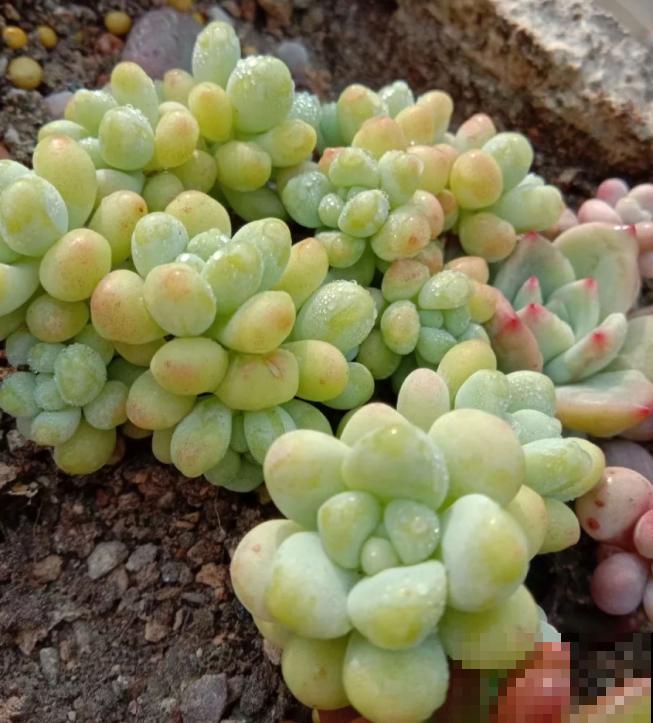 养了5年多肉,从小白变成大神,这些经验送你了! 养了5年多肉,从小白变成大神,这些经验送你了!