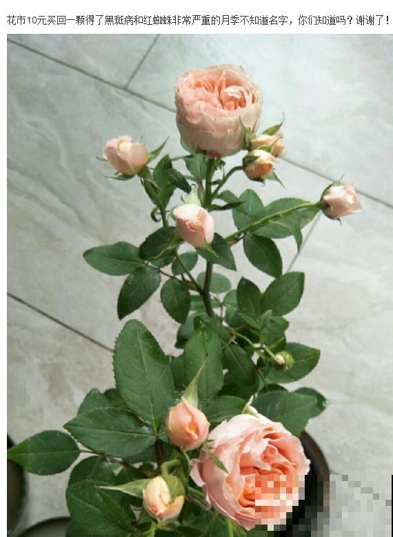 周末去花市捡漏，这花竟然1块钱1棵，赶紧买！