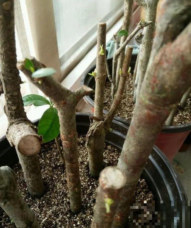 6种花扦插,杆子越粗越好活,根长成大扫把! 6种花扦插,杆子越粗越好活,根长成大扫把!