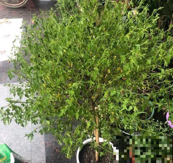 三角梅狠心剪一剪，花芽蹭蹭冒，开爆盆