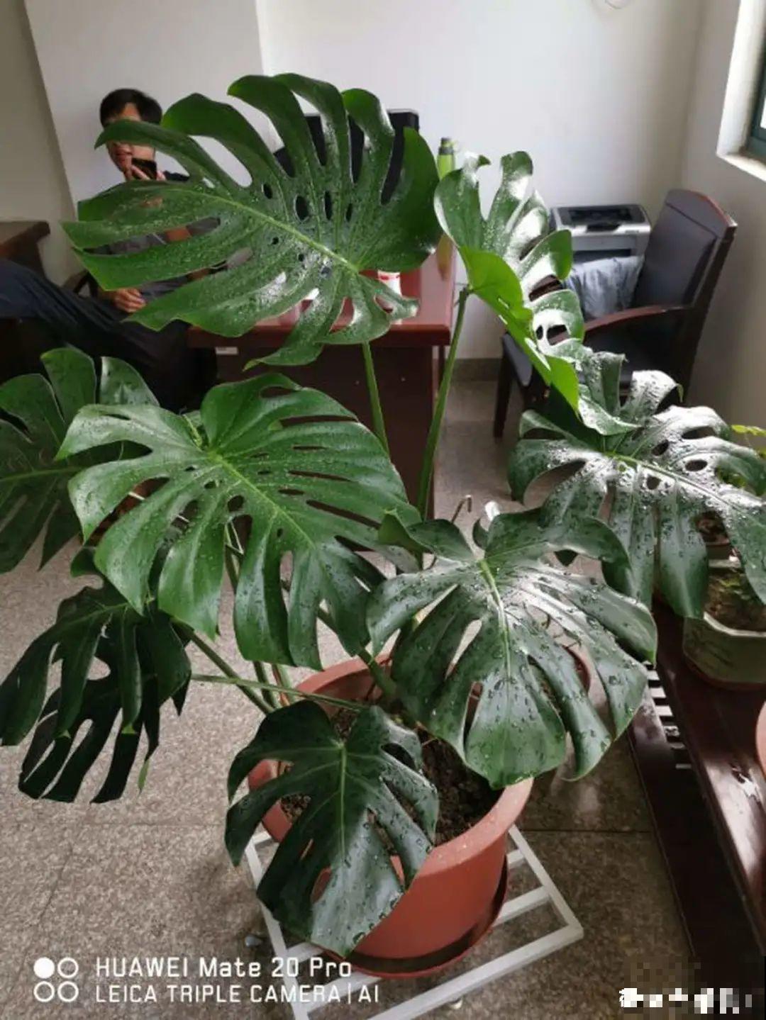 超耐阴的大叶植物，摆客厅吸废气，养一棵家里变森林！