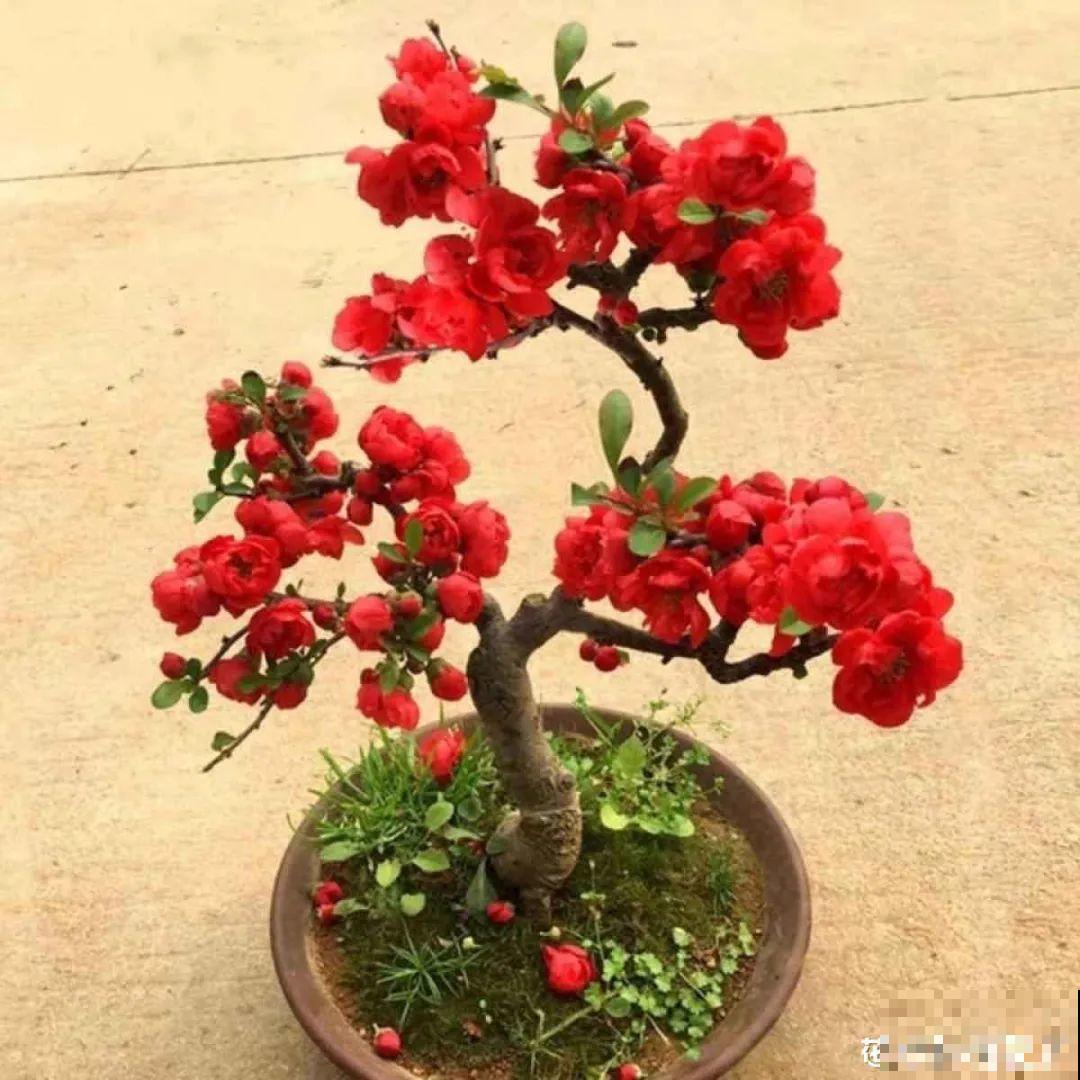 家里养盆松,代代出富翁,镇宅守家寓意好! 家里养盆松,代代出富翁,镇宅守家寓意好!