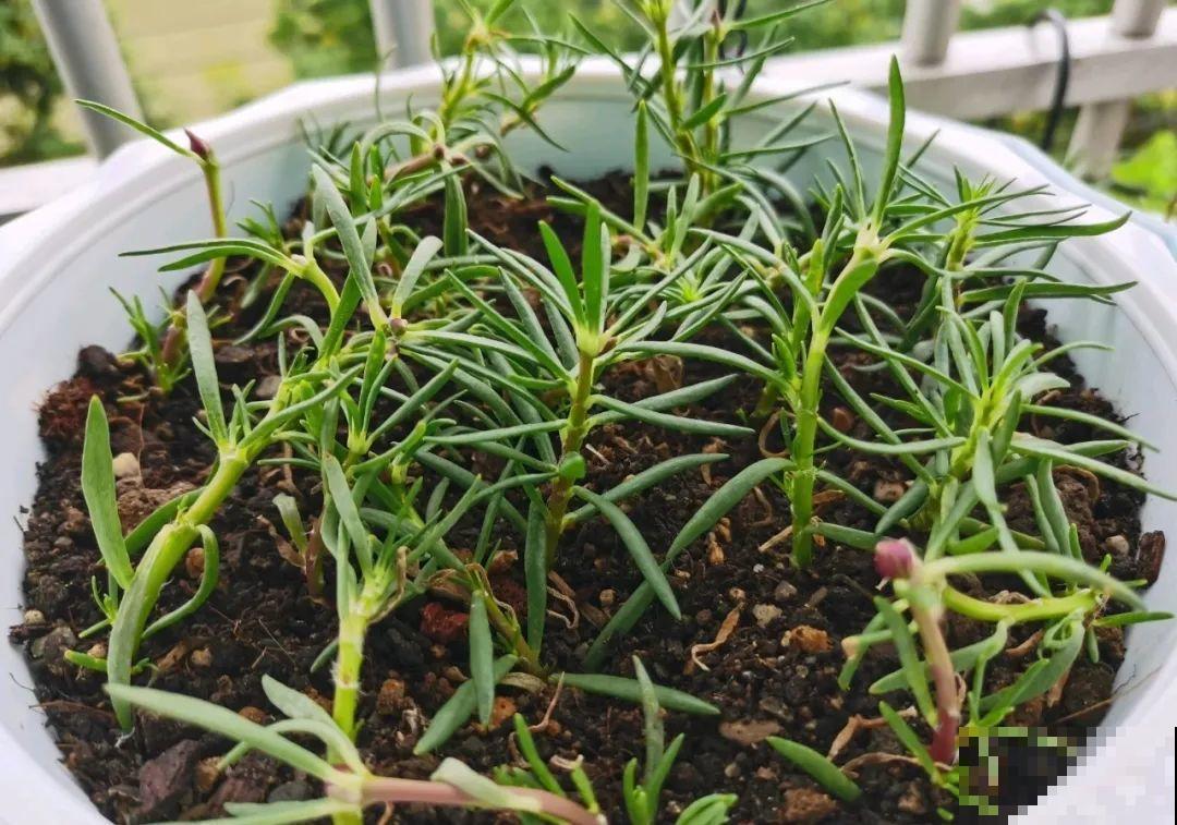 养花要狠得下心,枝条剁八段,呼呼长成新盆栽 养花要狠得下心,枝条剁八段,呼呼长成新盆栽