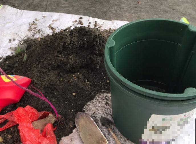 叶子发黄,灌点“补铁水”,7天恢复绿油油! 叶子发黄,灌点“补铁水”,7天恢复绿油油!