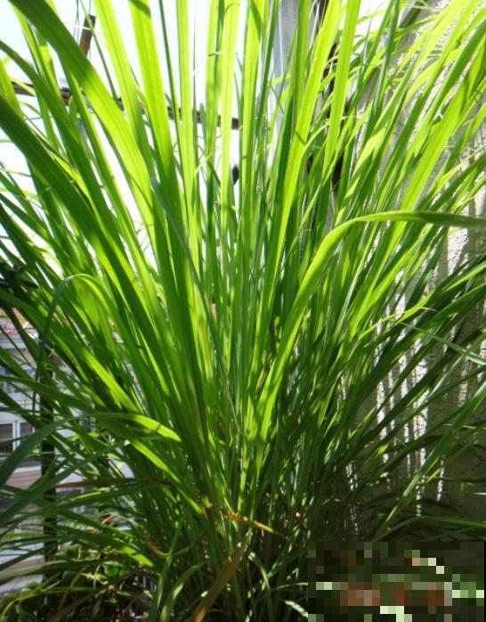 6种香草植物,驱蚊效果特别好,还能泡茶喝! 6种香草植物,驱蚊效果特别好,还能泡茶喝!