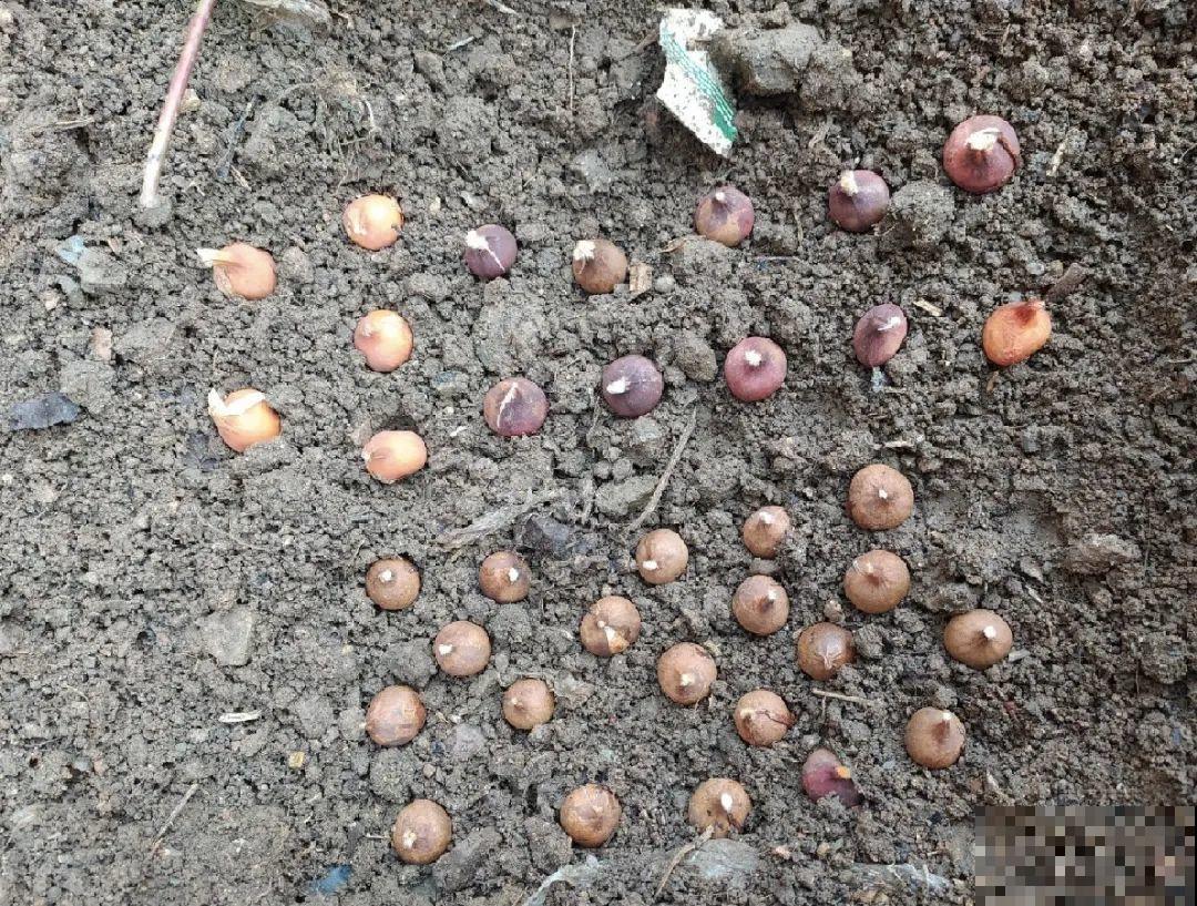 郁金香的“原始”祖先，大雪地里开花，颜值100分！