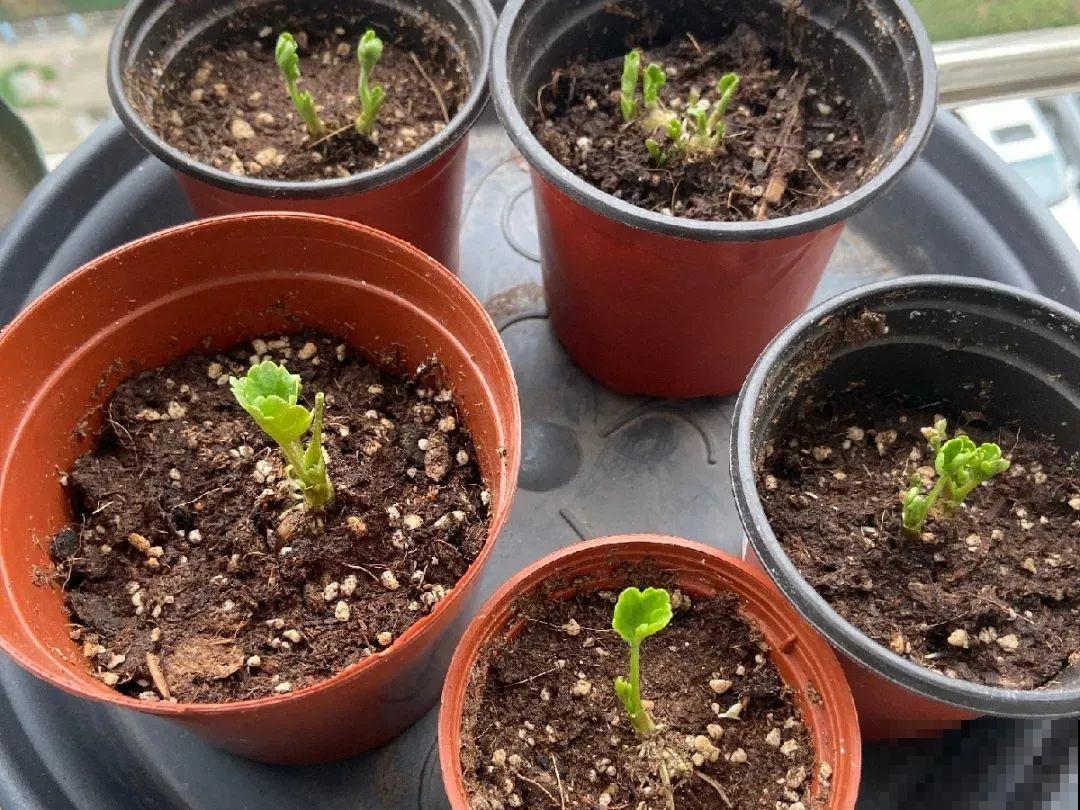 家里养盆花毛茛，开花像牡丹，艳丽多彩超漂亮