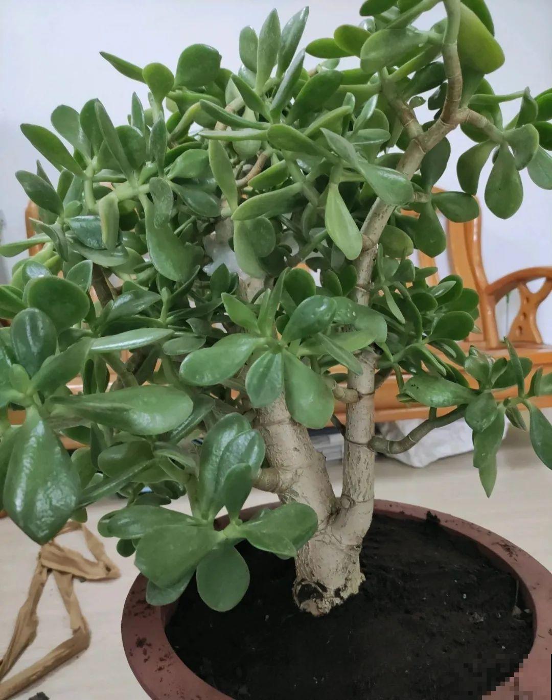 9种花,夏天剃个小平头,平平稳稳度夏天 9种花,夏天剃个小平头,平平稳稳度夏天