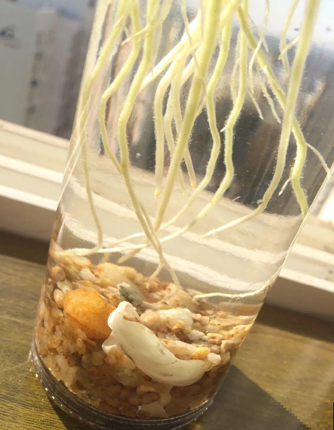 红掌喜欢纯水养，根长成人参，养10年都行！